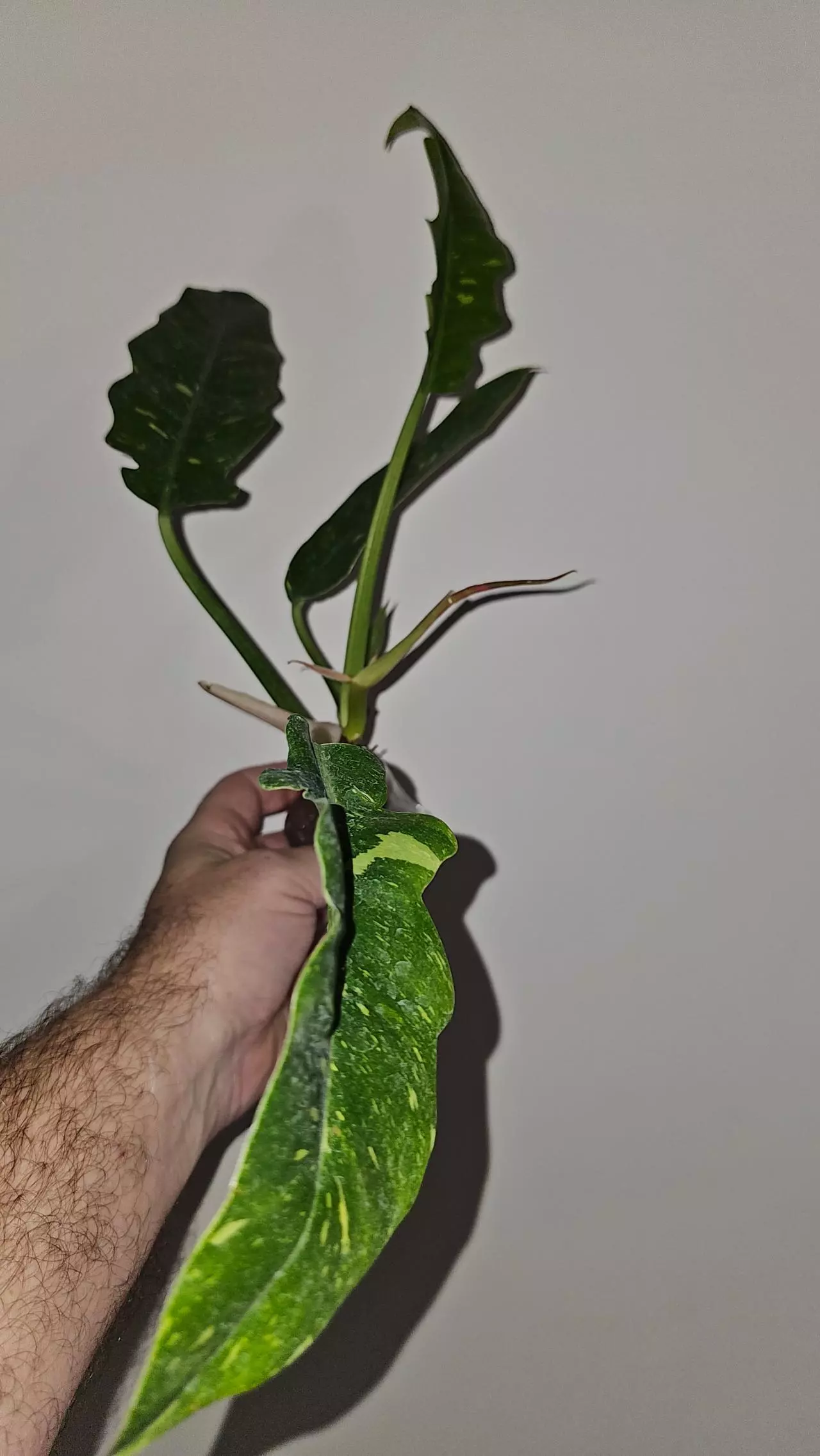 plant/Philodendron Ring of Fire-3