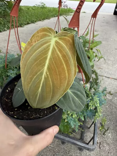 plant/Philodendron melanochrysum-0-thumbnail