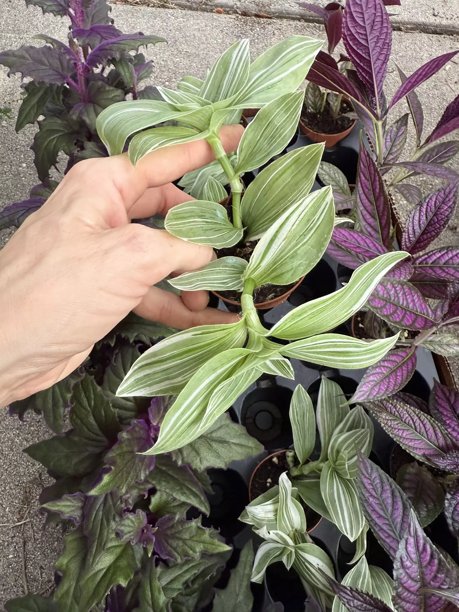 plant/Tradescantia  pistachios 2”-0