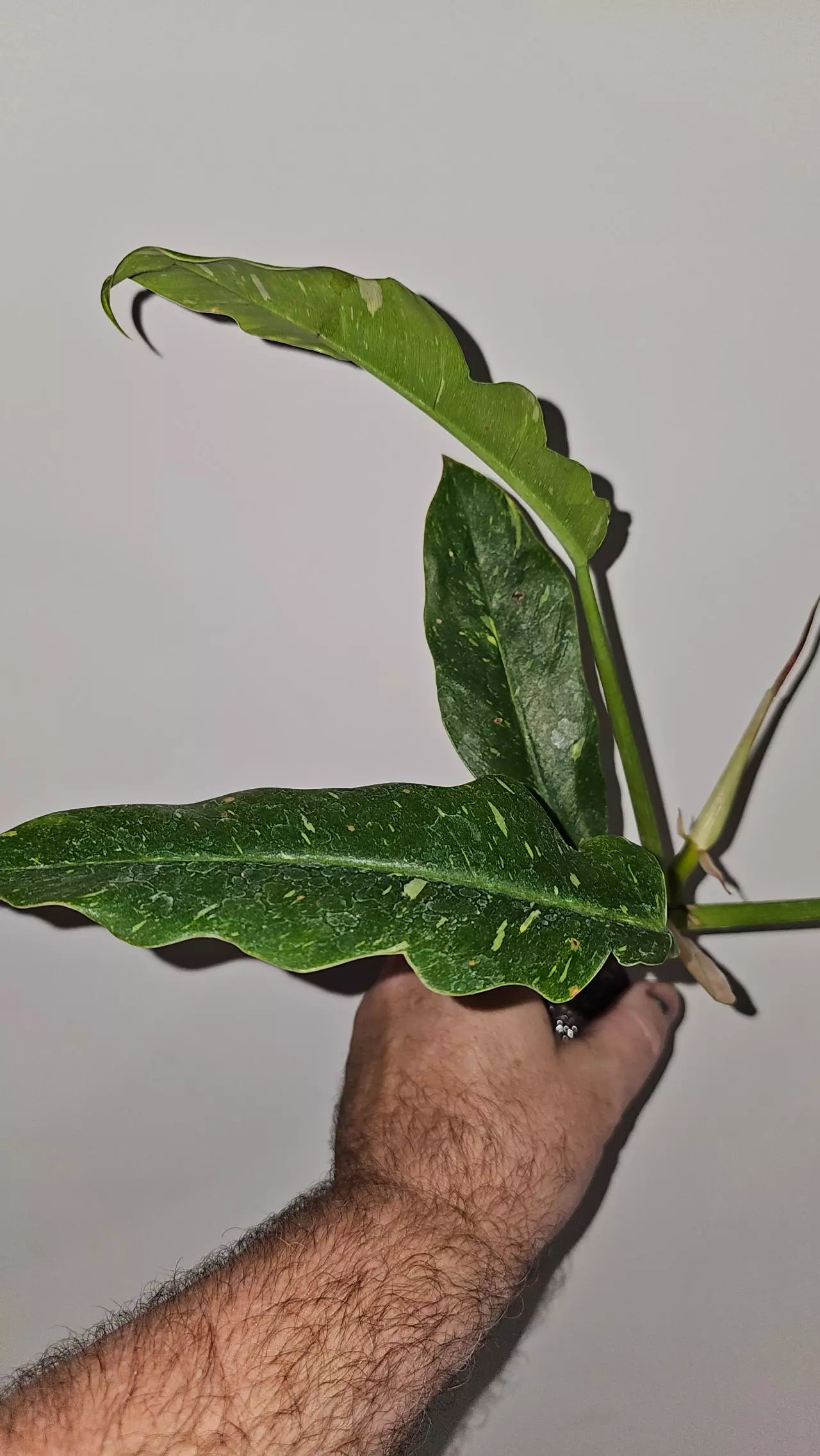 plant/Philodendron Ring of Fire-0