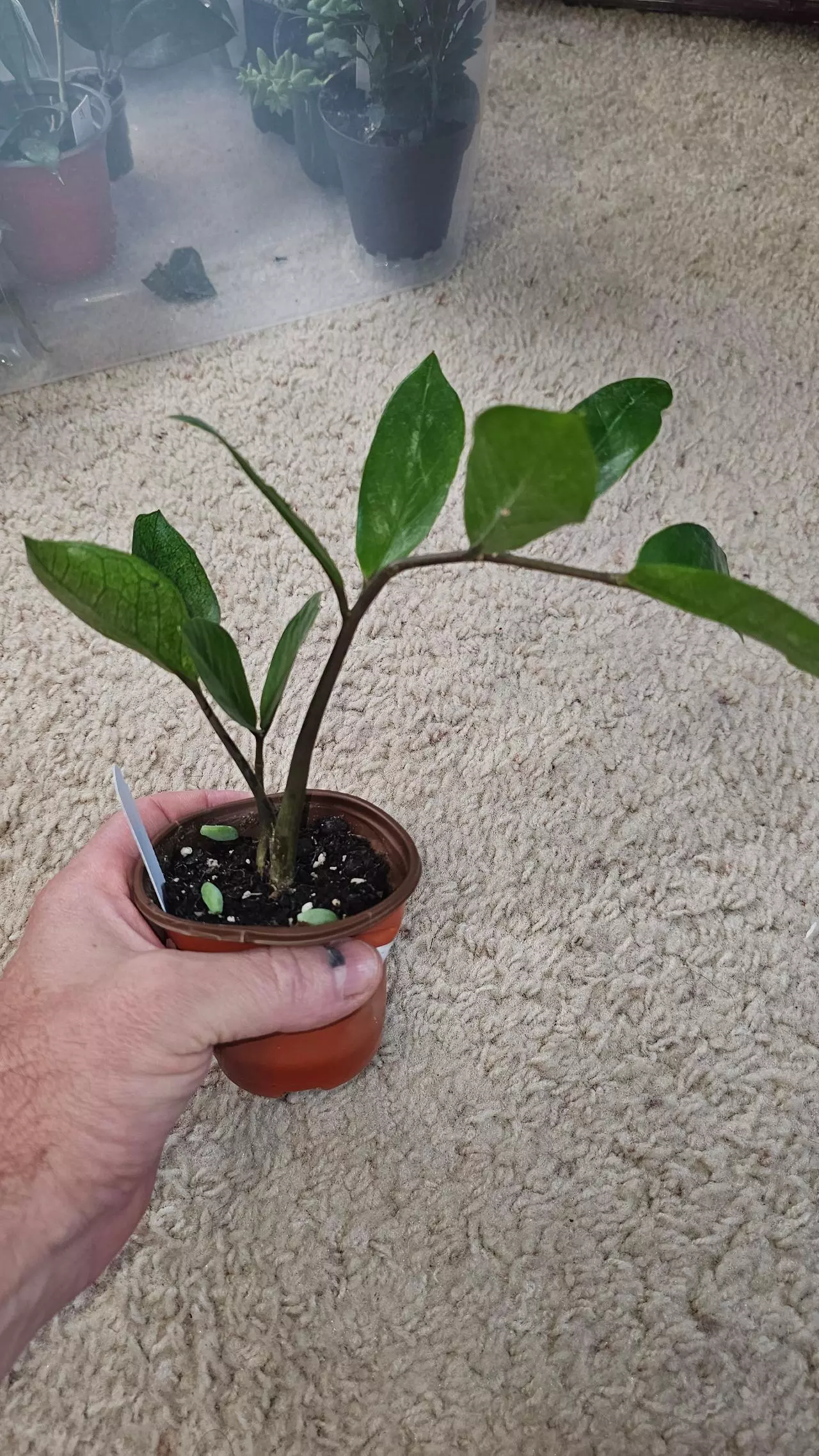 plant/Chameleon ZZ-1