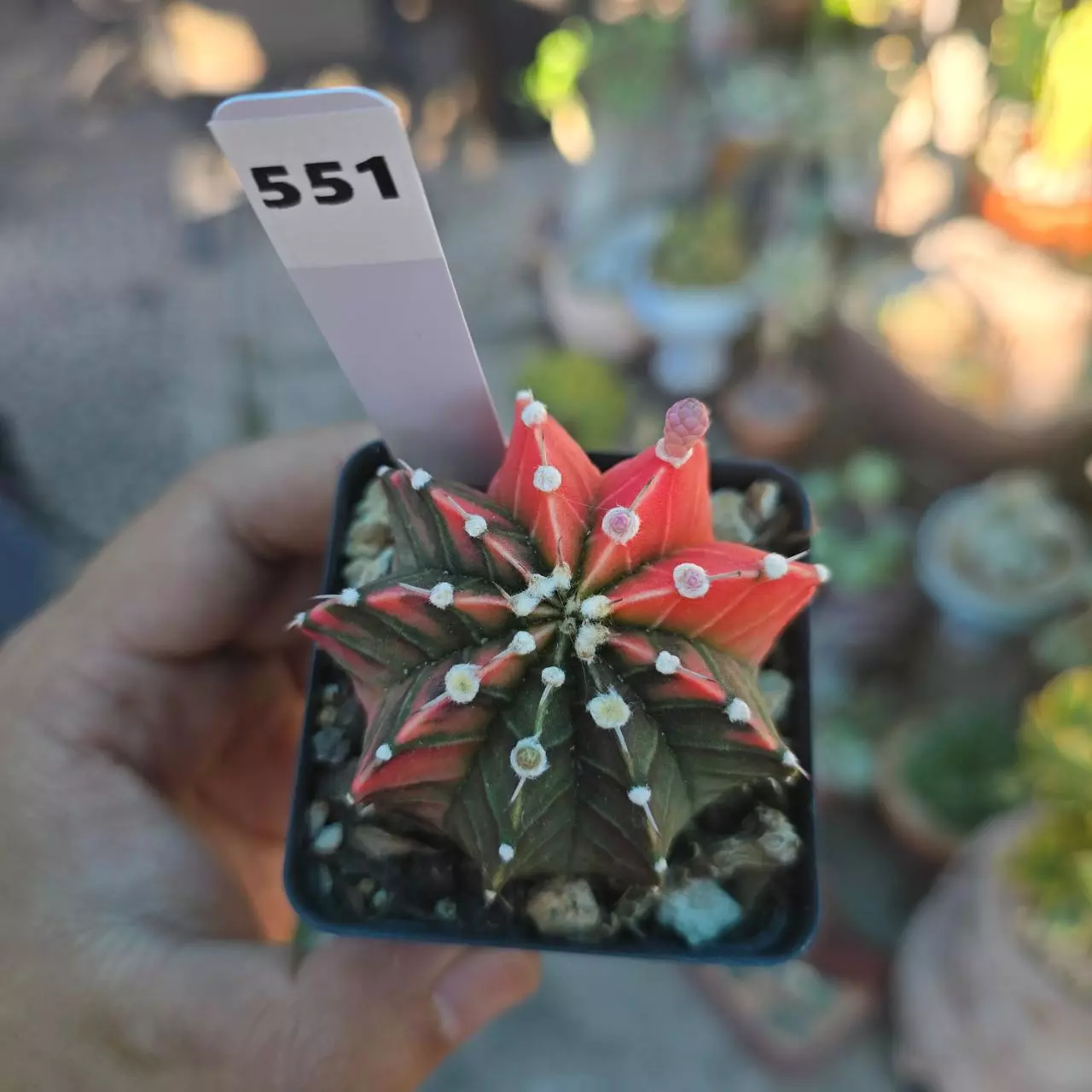 plant/Gymnocalycium Variegated 2.25 in pot-0