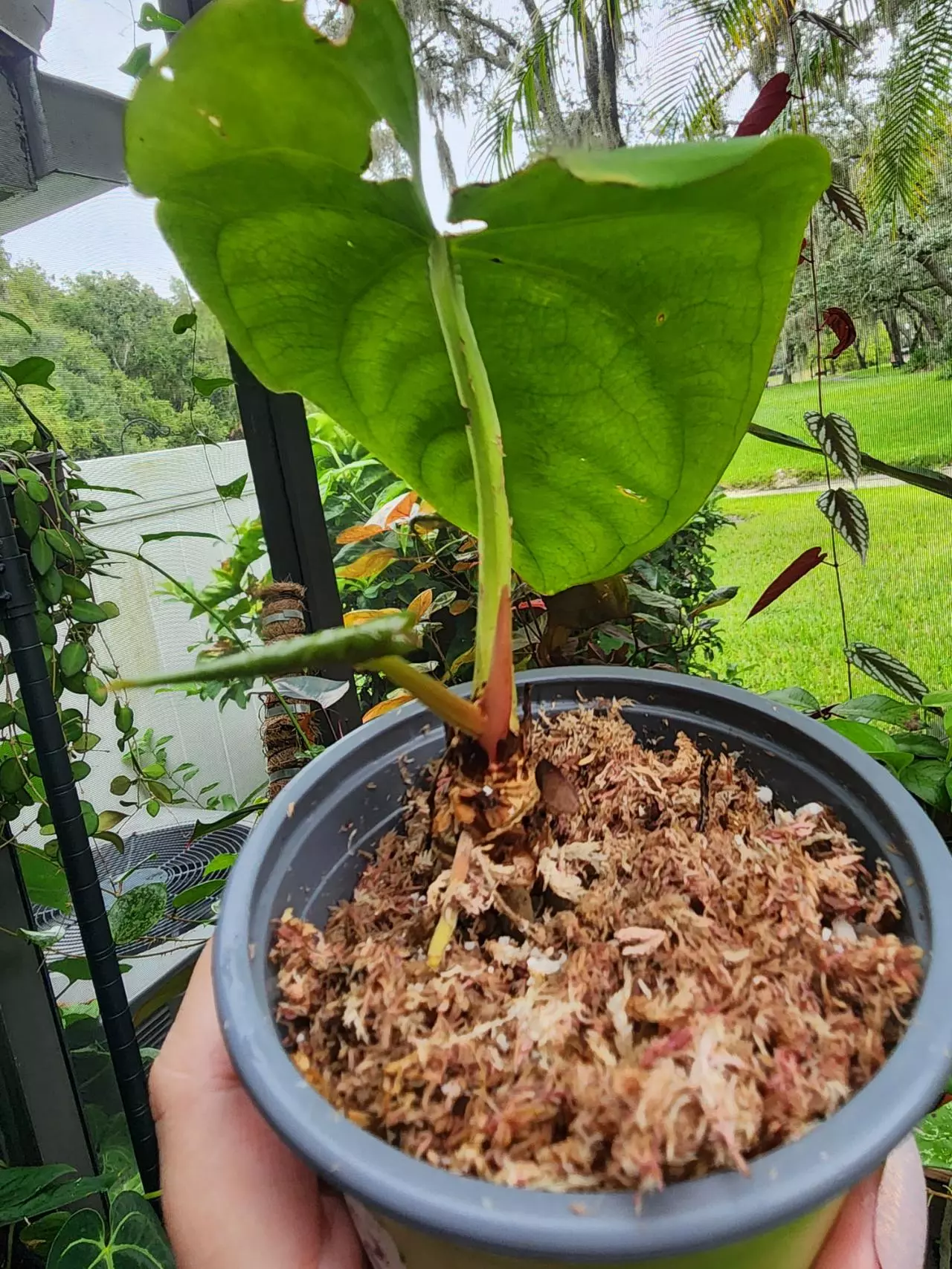 plant/🔥 SALE! Mature RG Dress clone-0