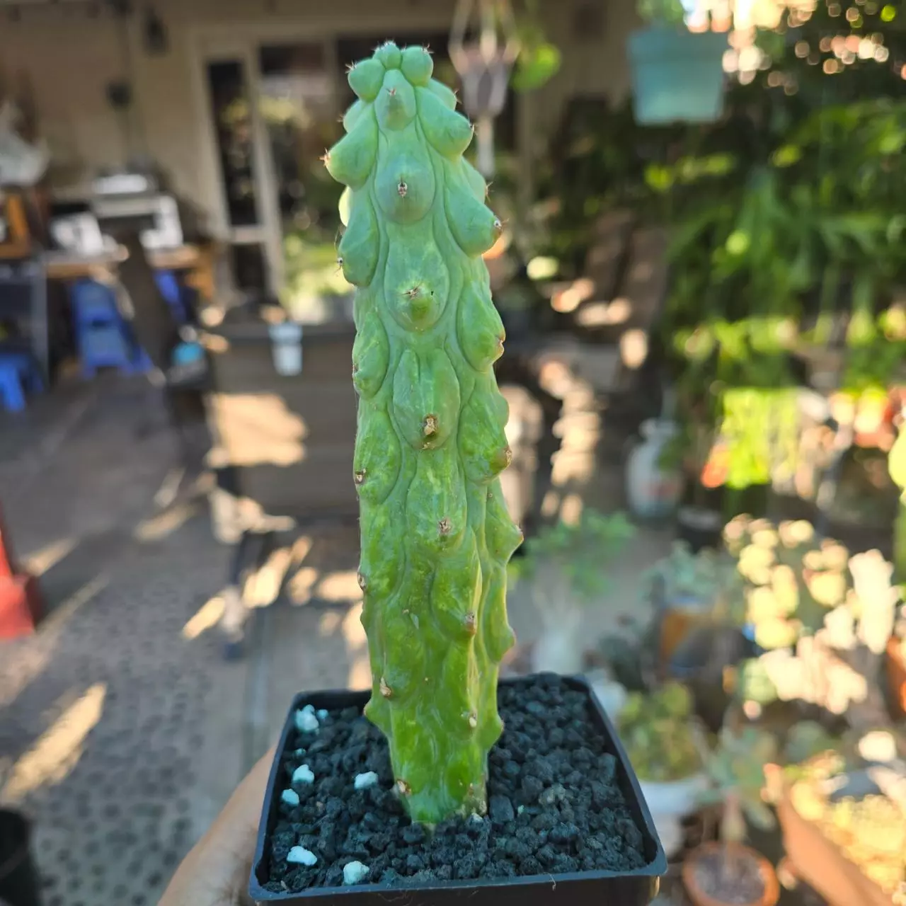plant/Bobbie Cactus Variegated 5 to 6 in tall-0