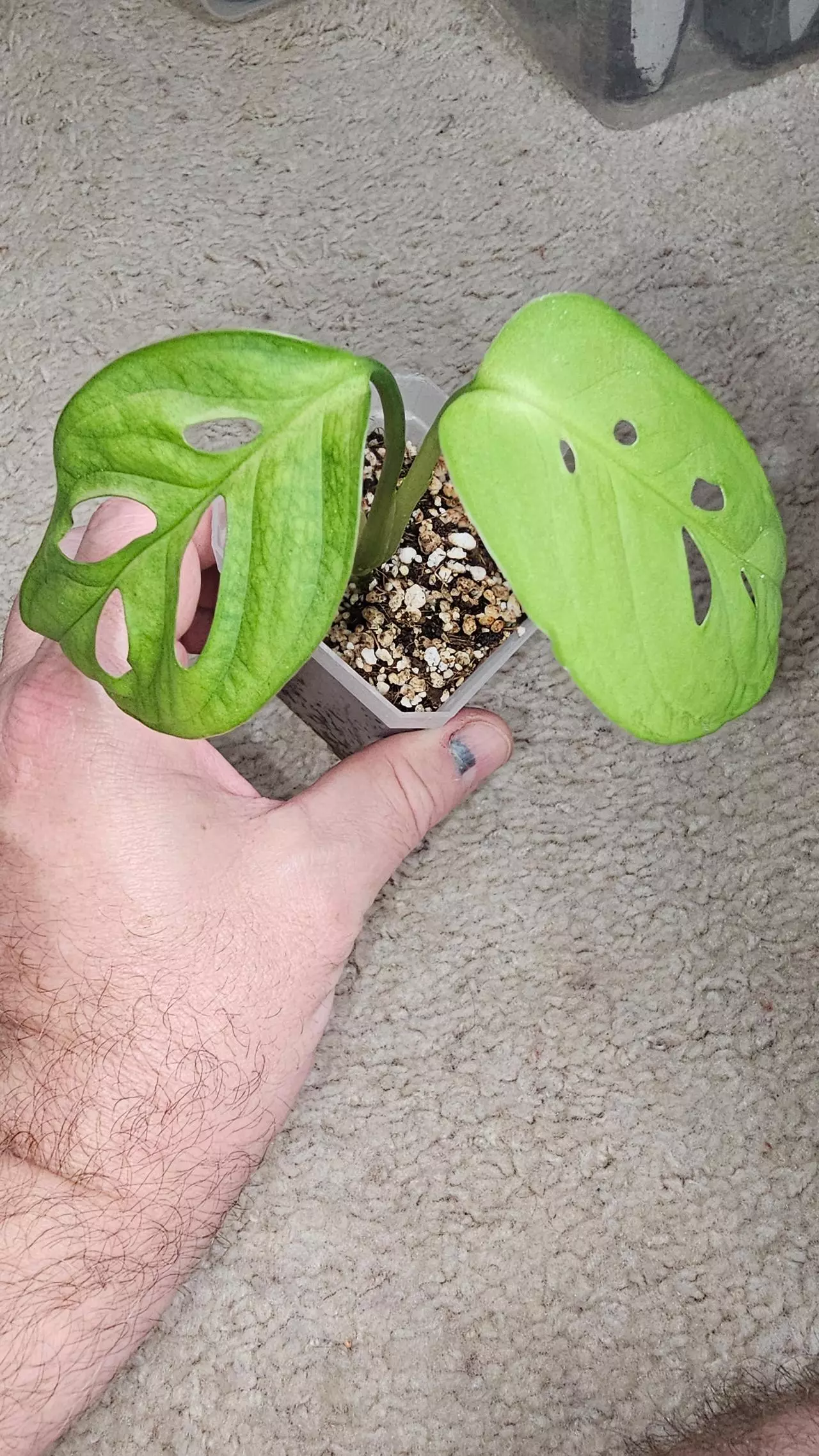 plant/Monstera Esqueletto-0