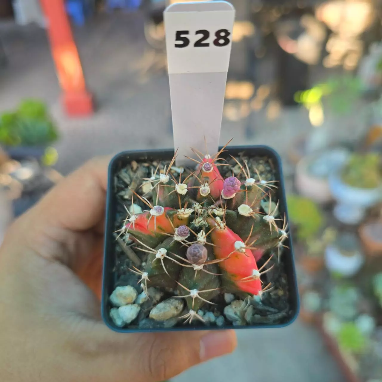 plant/Gymnocalycium Variegated 2.25 in pot-0