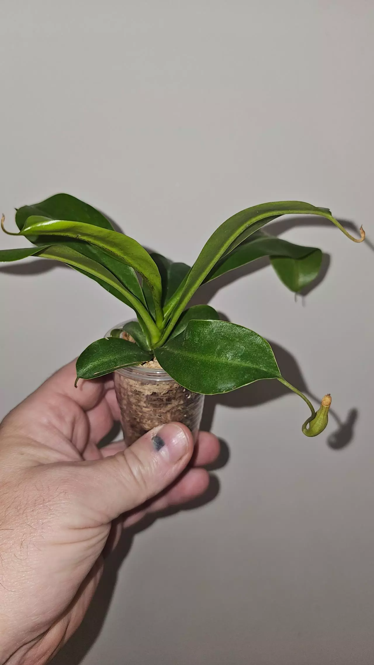 plant/Nepenthes Alata - Carnivorous-1
