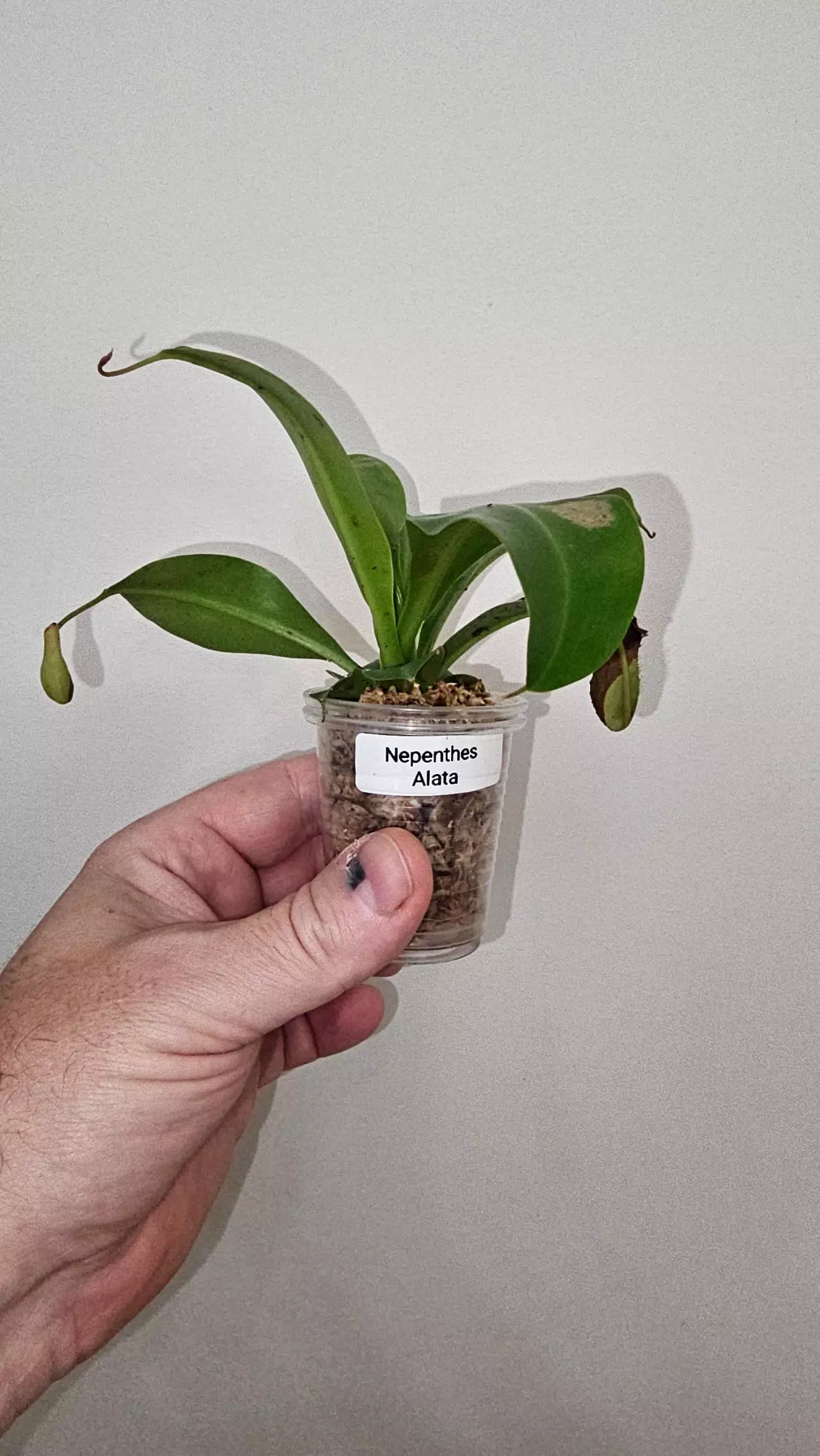 plant/Nepenthes Alata - Carnivorous-0