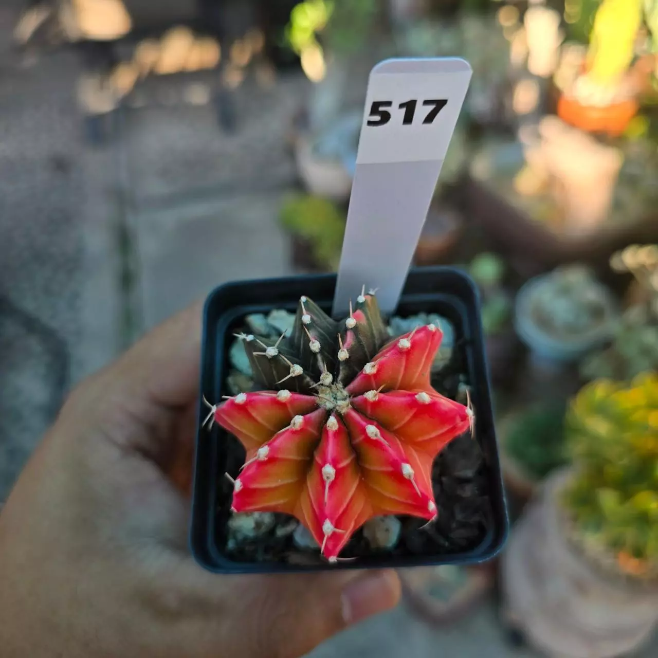 plant/Gymnocalycium Variegated 2.25 in pot-0