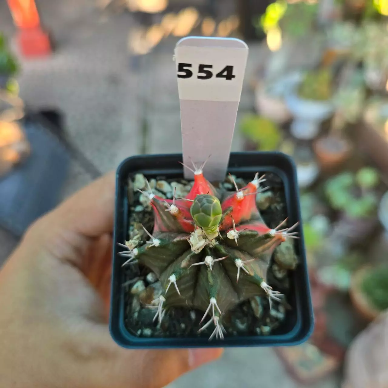 plant/Gymnocalycium Variegated 2.25 in pot-0