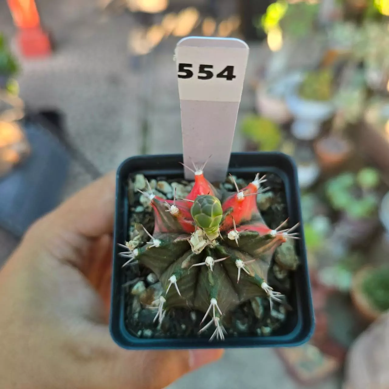 plant/Gymnocalycium Variegated 2.25 in pot-0