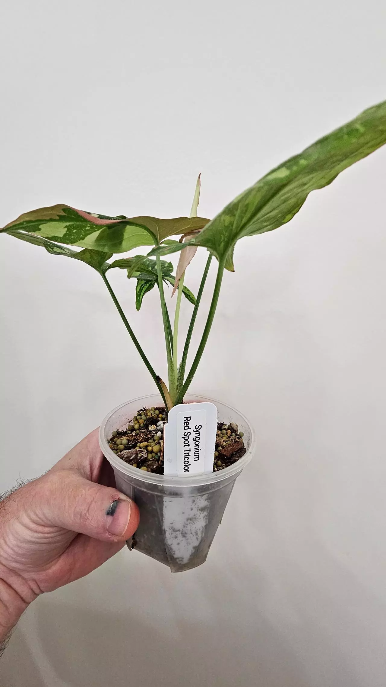 plant/Syngonium Red Spot Tricolor-3