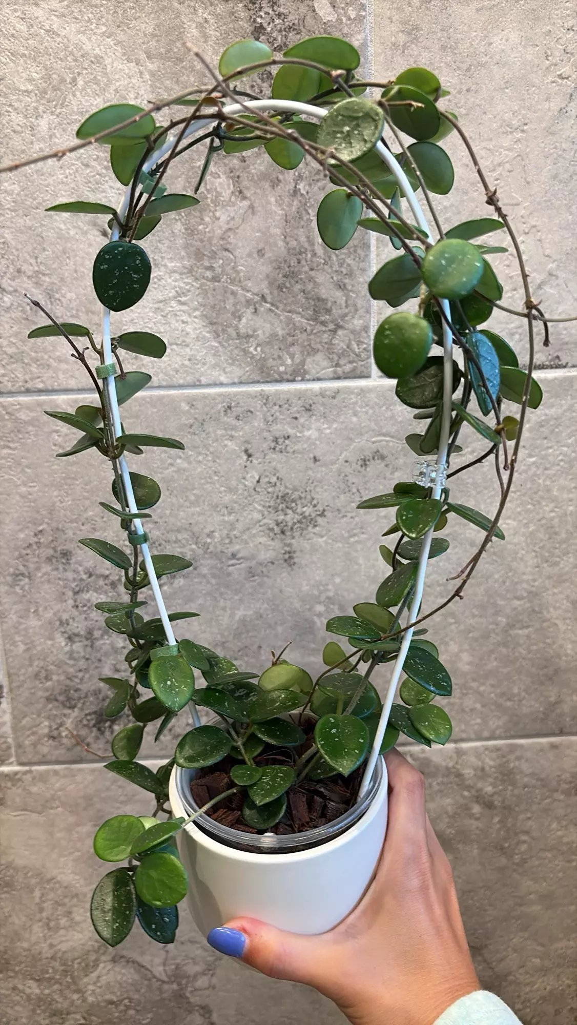 plant/Blooming Hoya Mathilde Splash-1