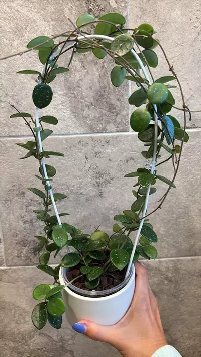 plant/Blooming Hoya Mathilde Splash-1-thumbnail