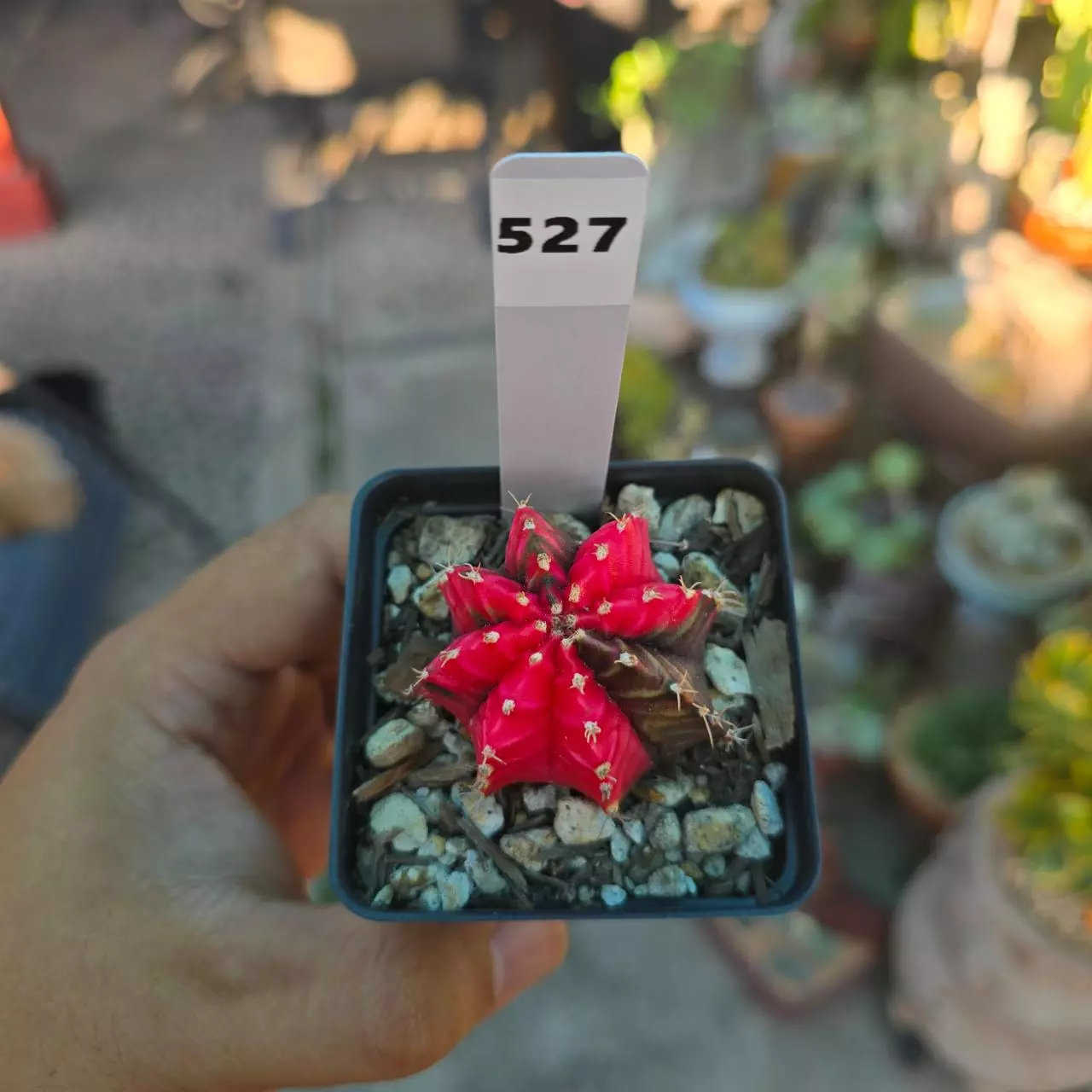 plant/Gymnocalycium Variegated 2.25 in pot-0