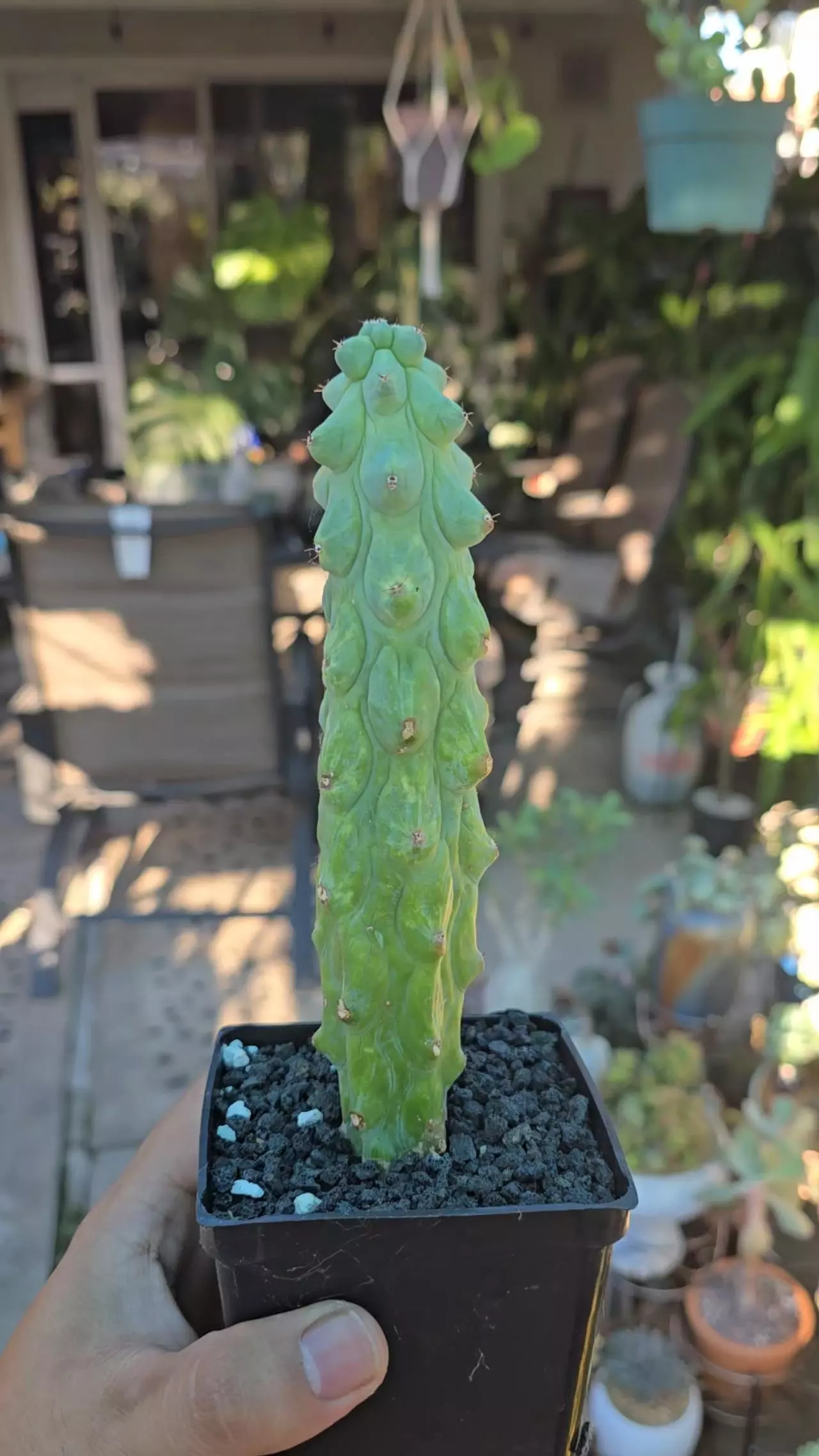 plant/Bobbie Cactus Variegated 5 to 6 in tall-1