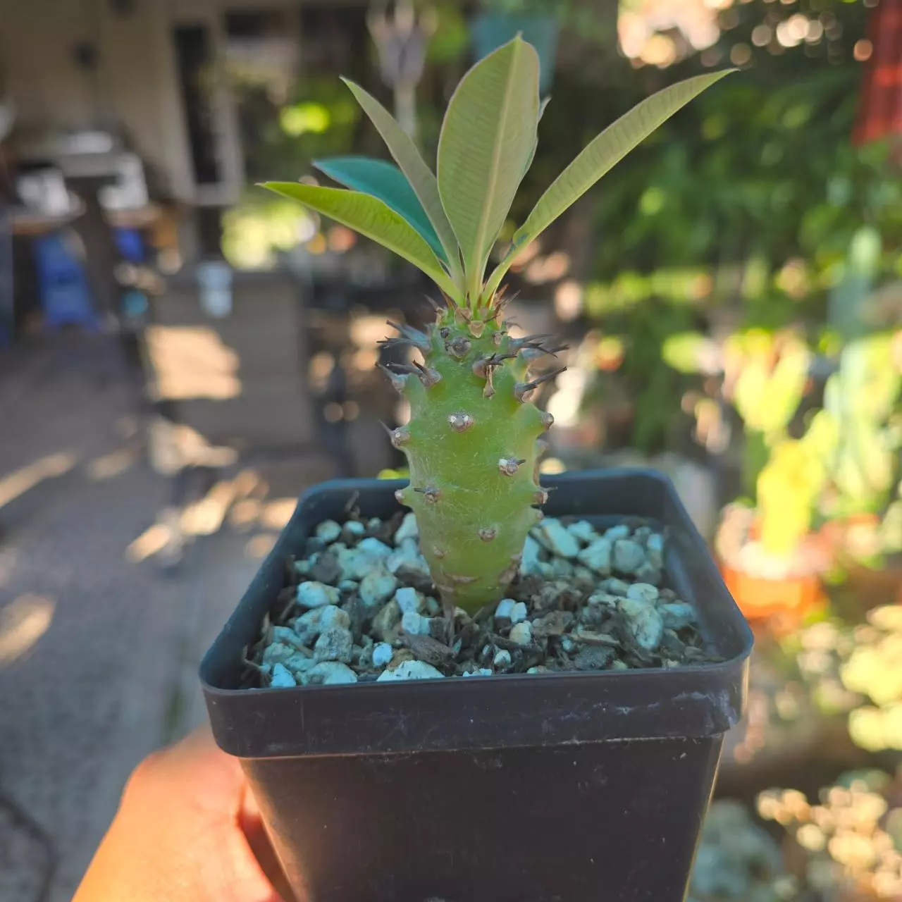 plant/Euphorbia Pachypodioides 3 to 3.5 in tall-0
