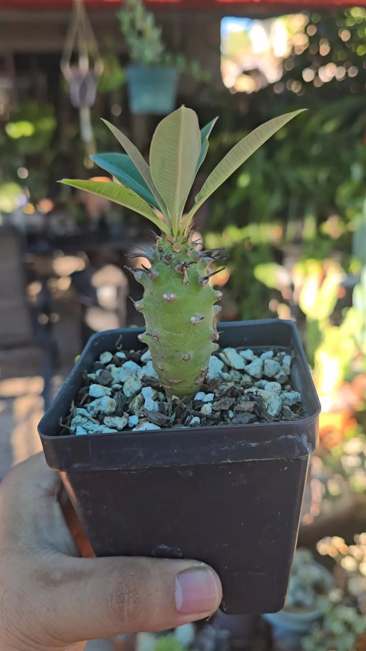 plant/Euphorbia Pachypodioides 3 to 3.5 in tall-1