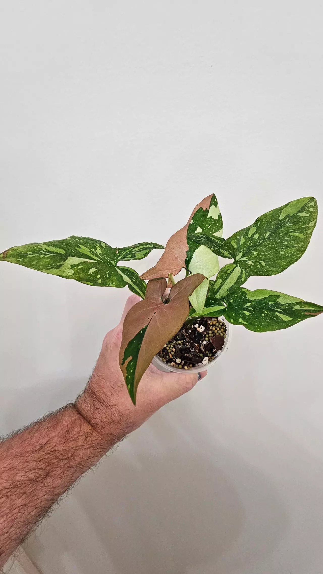 plant/Syngonium Red Spot Tricolor-0