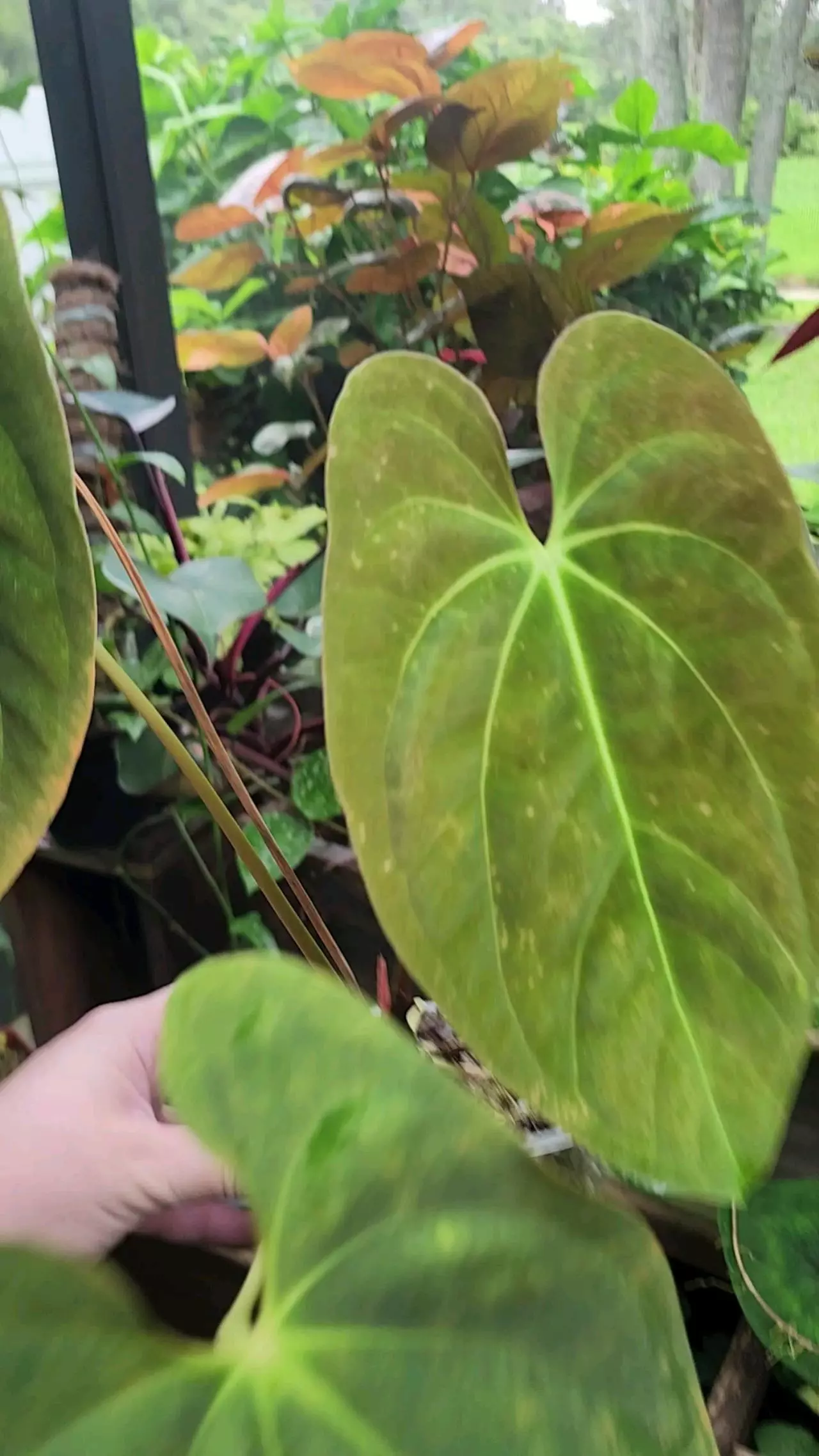 plant/🔥 SALE -RARE Flowering GY Pap-0