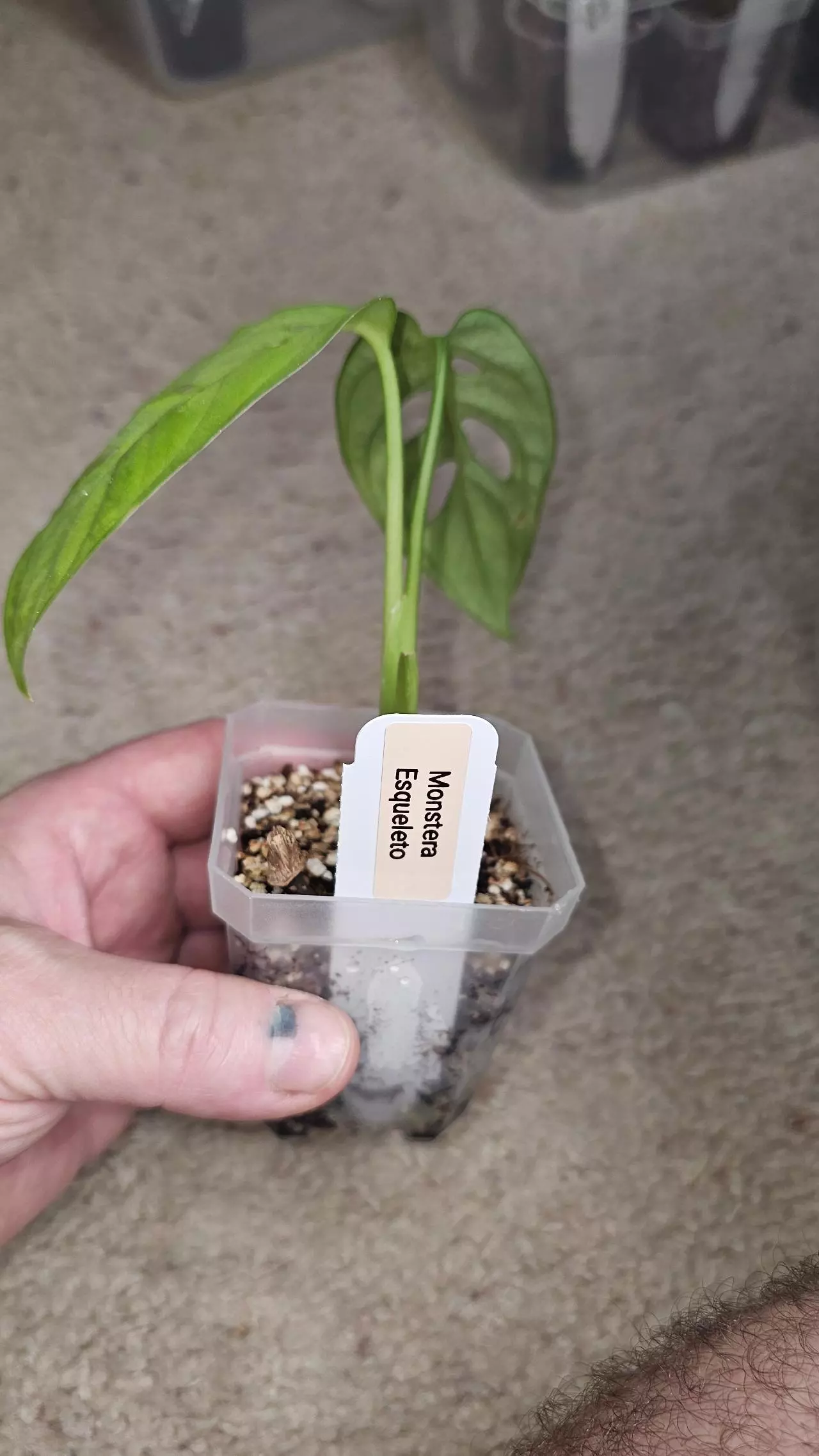 plant/Monstera Esqueletto-2