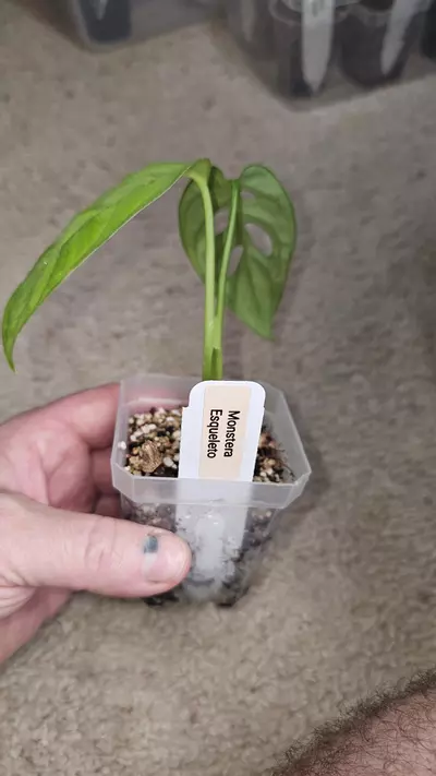 plant/Monstera Esqueletto-2-thumbnail