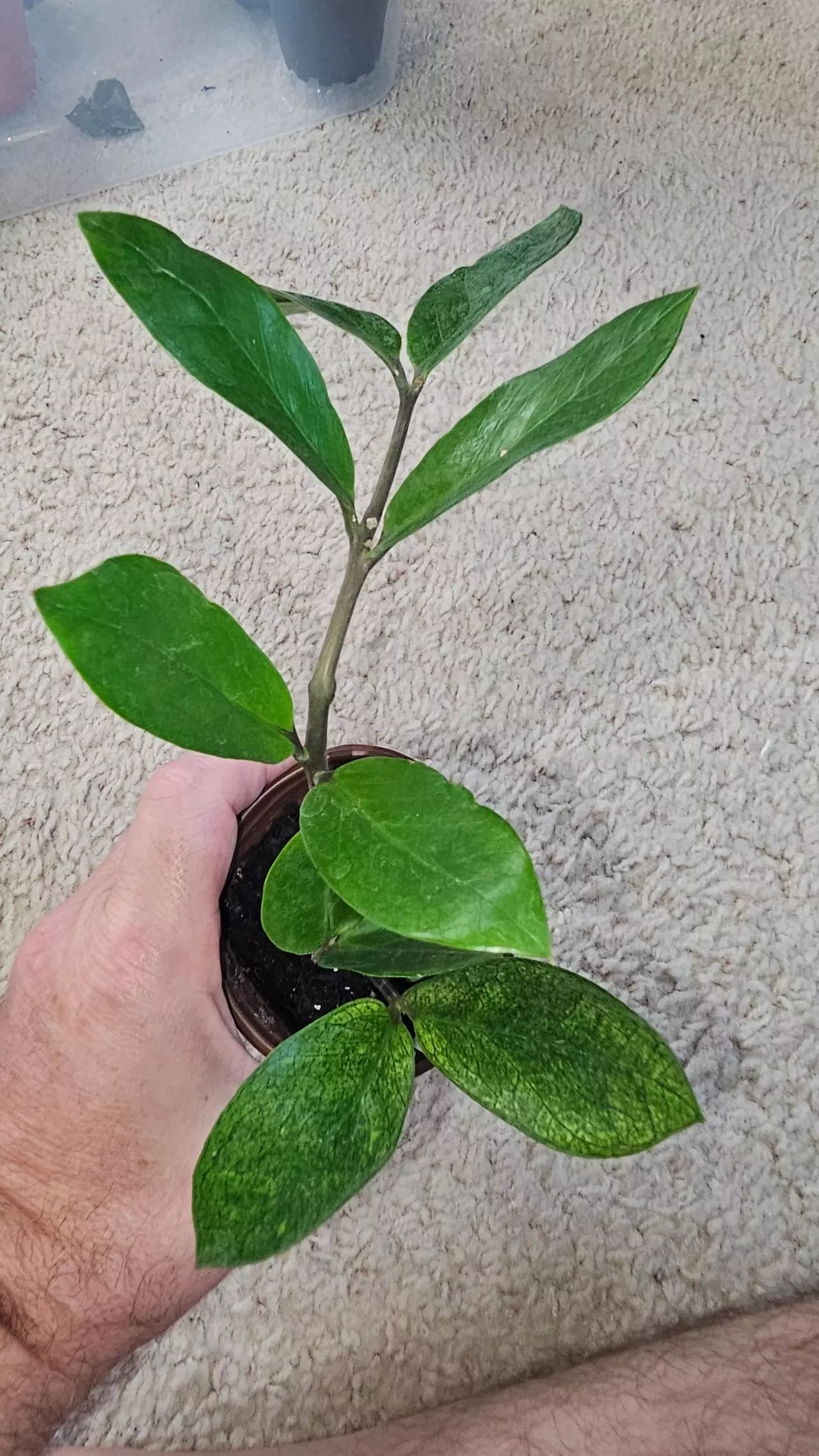 plant/Chameleon ZZ-0