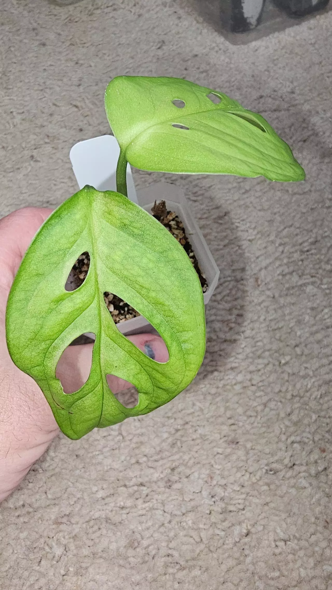 plant/Monstera Esqueletto-1