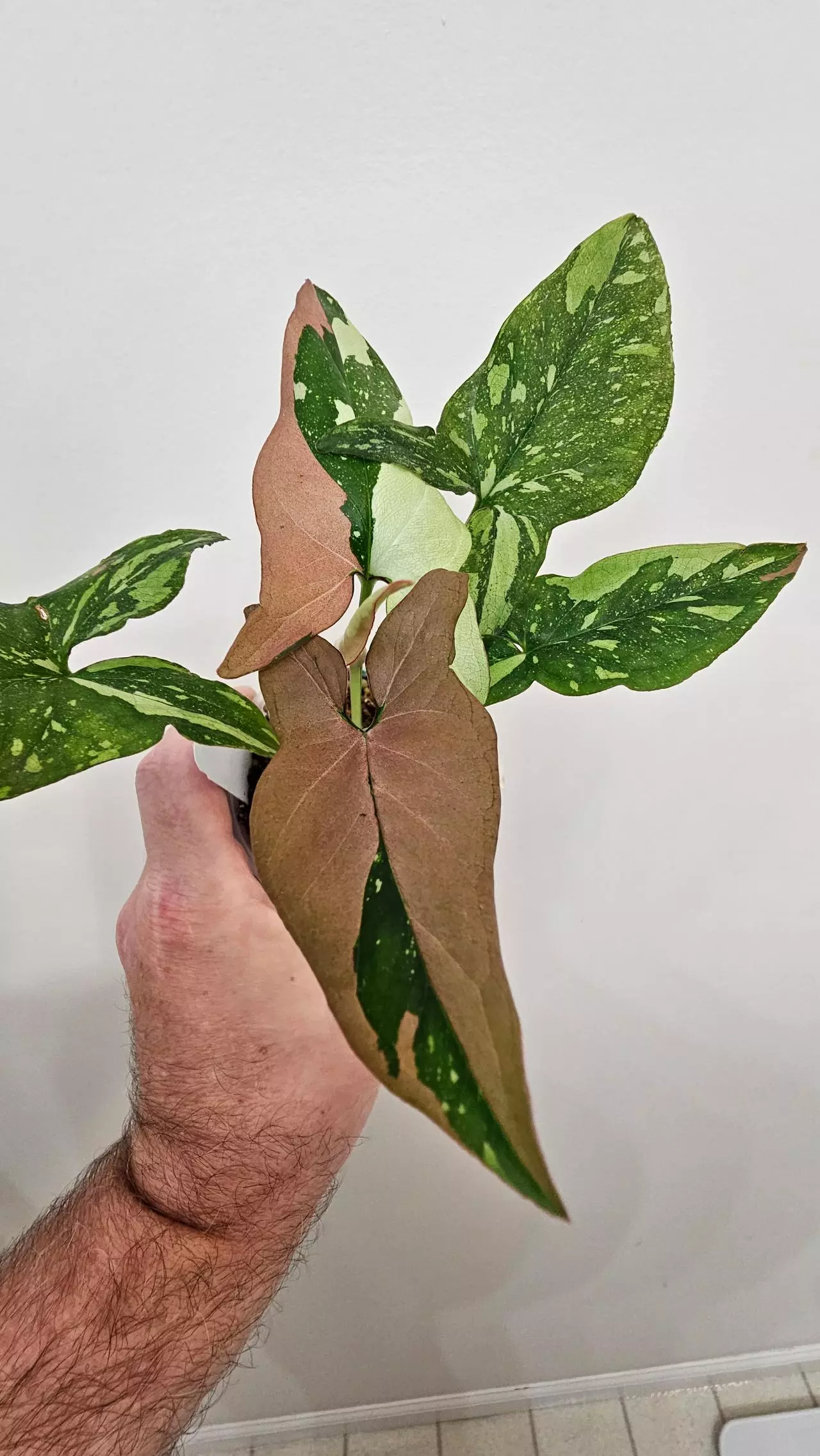 plant/Syngonium Red Spot Tricolor-1