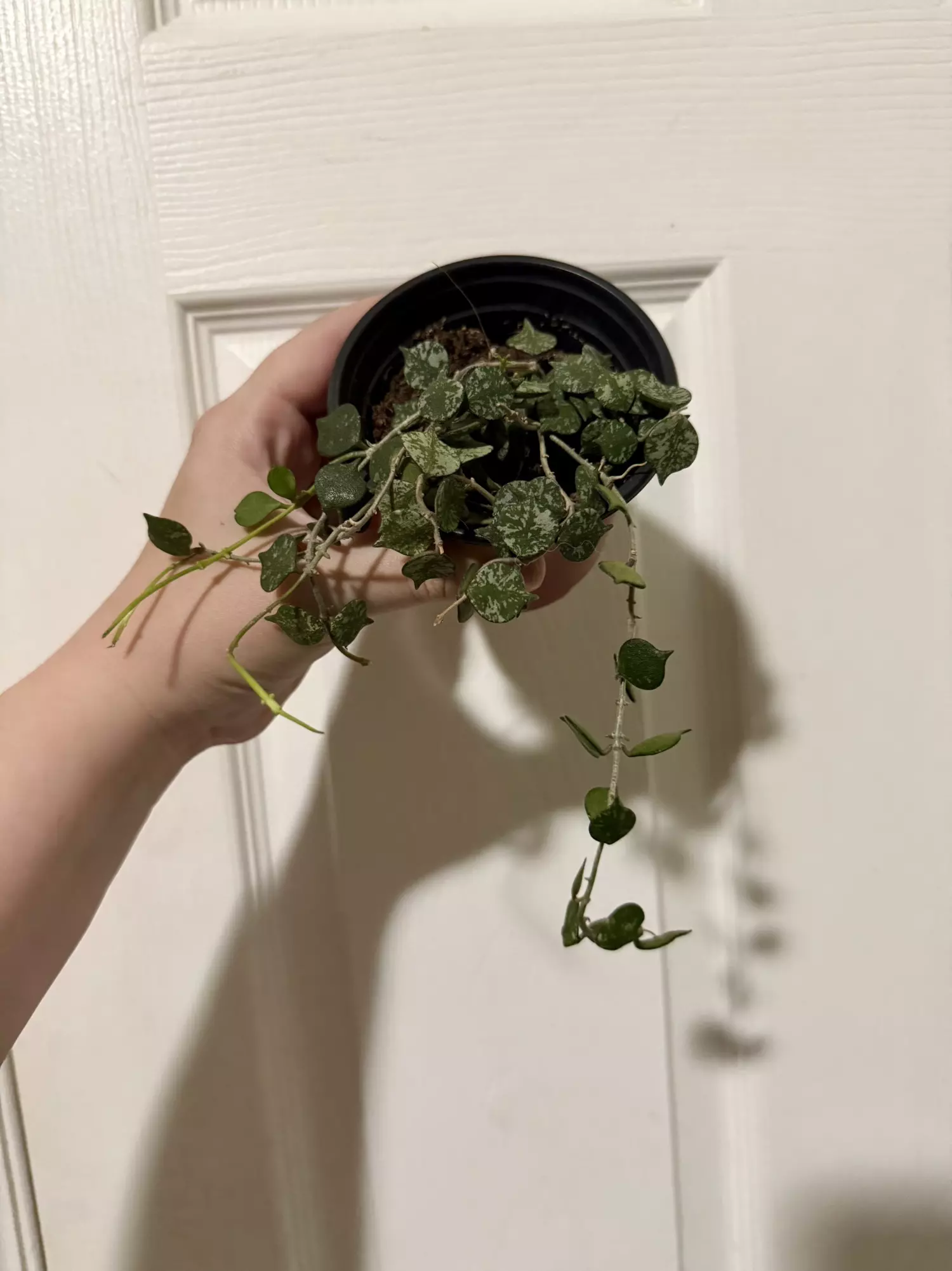 plant/Hoya Curtisii-0