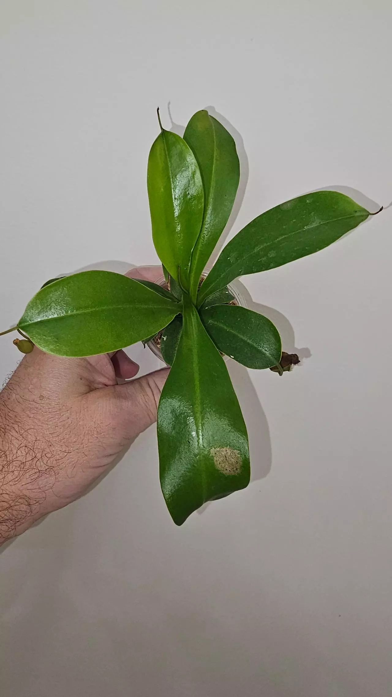 plant/Nepenthes Alata - Carnivorous-2