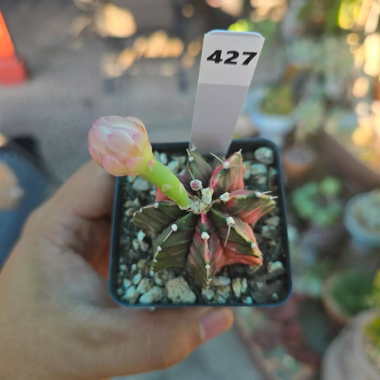 plant/Gymnocalycium Variegated 2.25 in pot-0