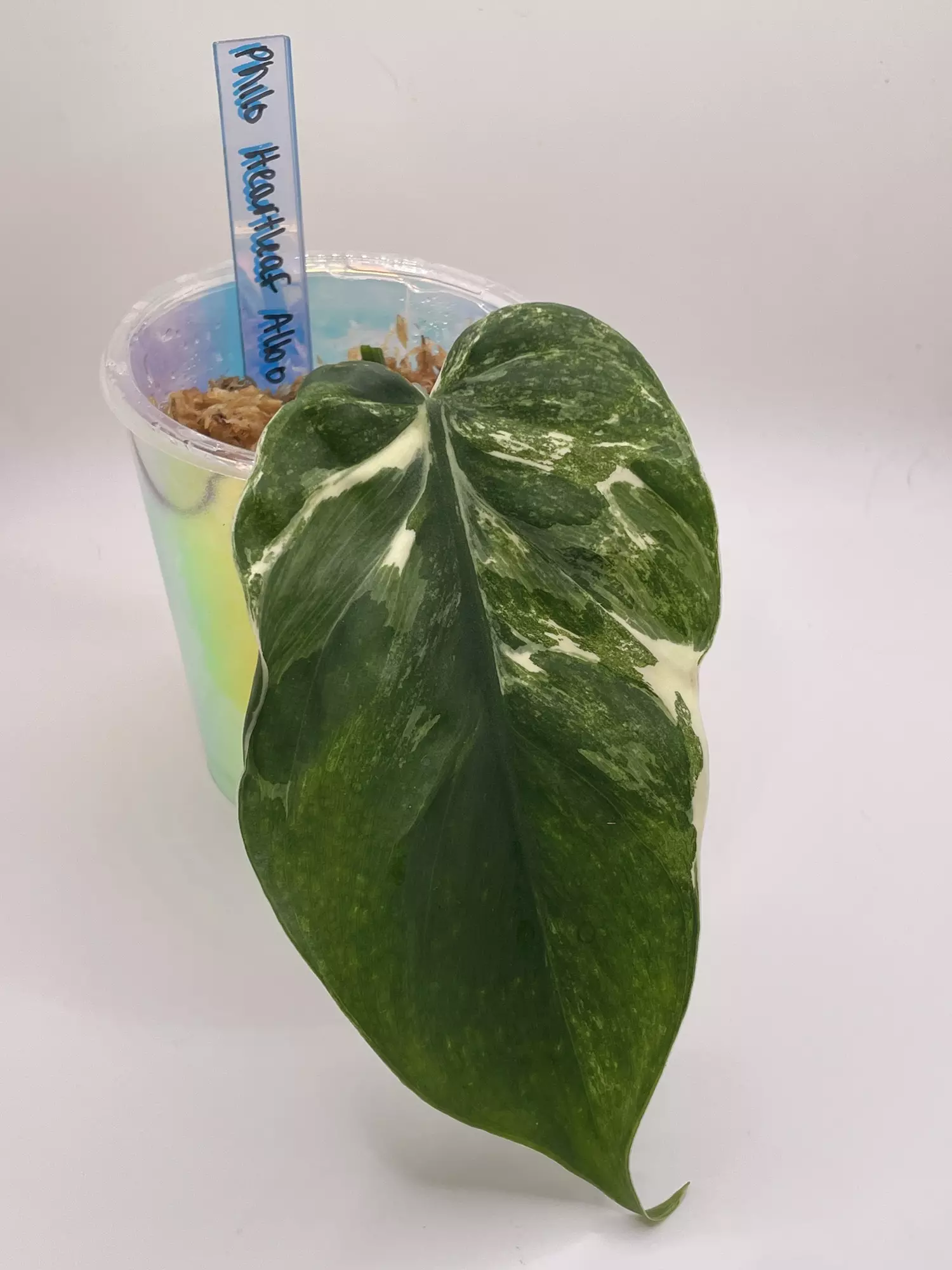 plant/Philodendron Heartleaf Albo Cutting-0
