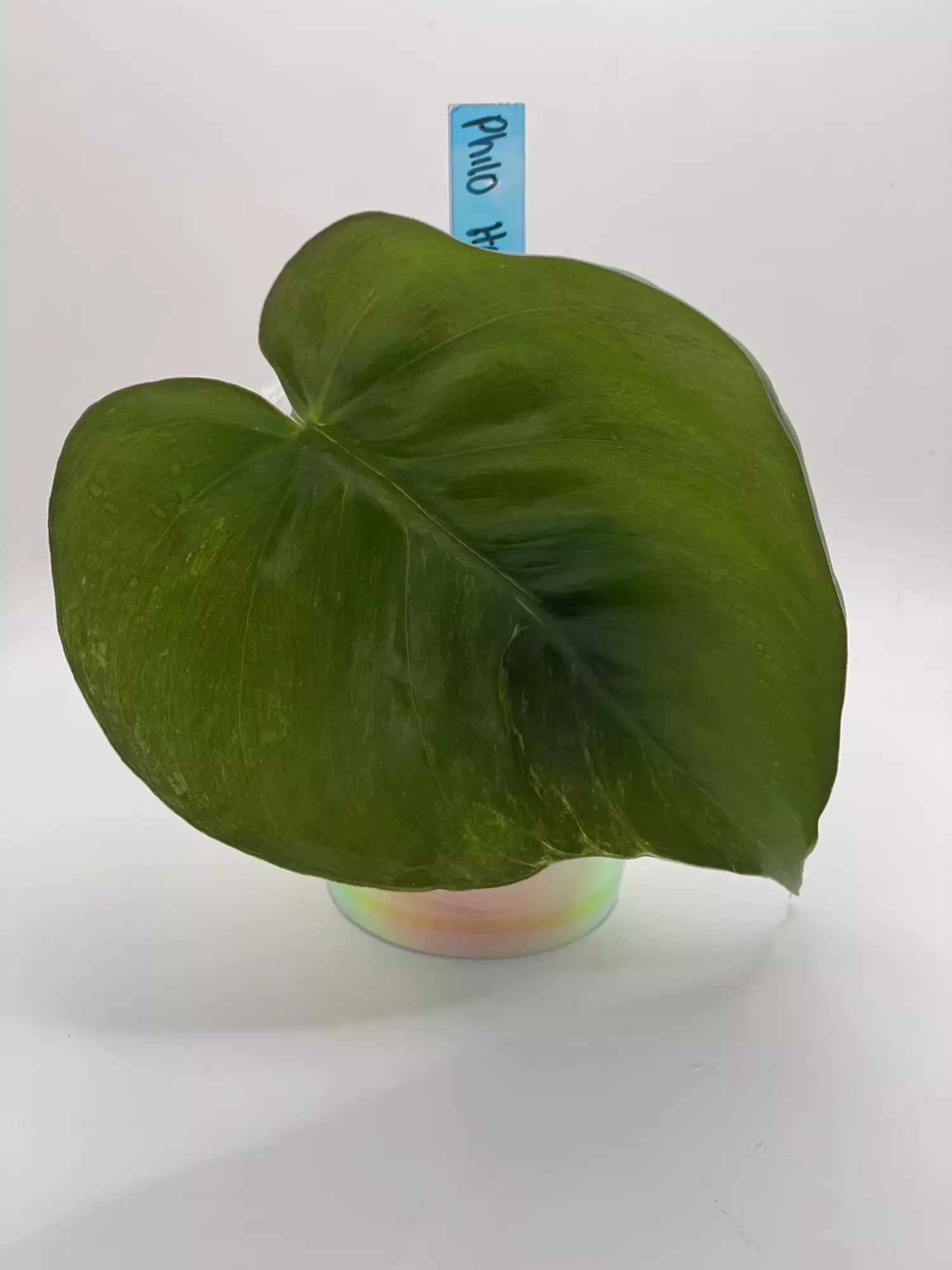 plant/Philodendron Heartleaf Albo Cutting-0