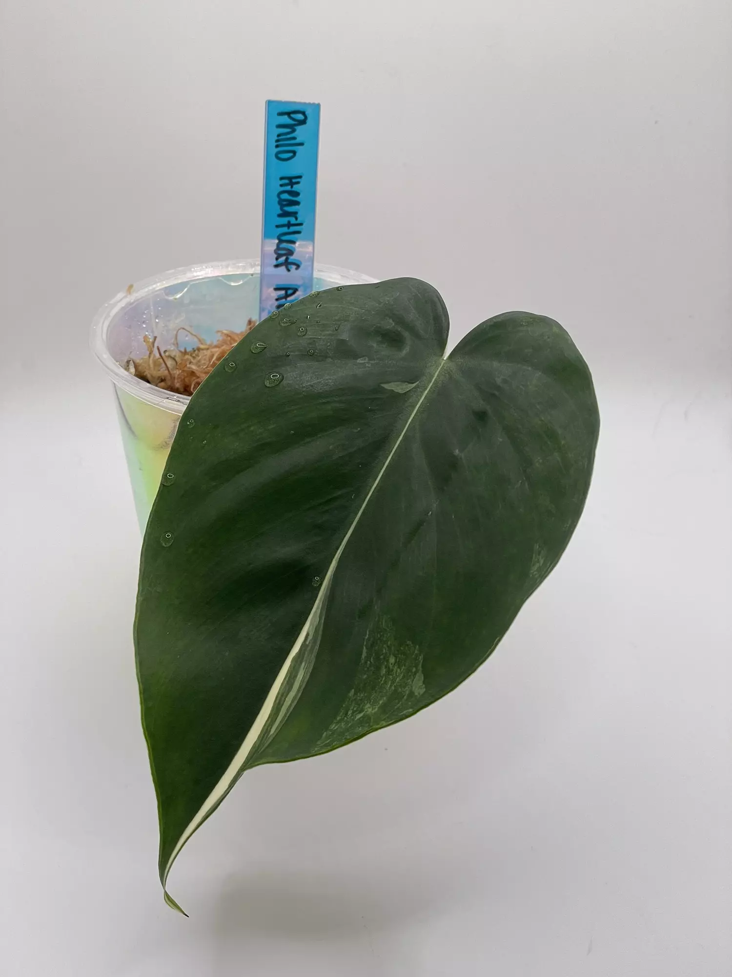 plant/Philodendron Heartleaf Albo Cutting-0