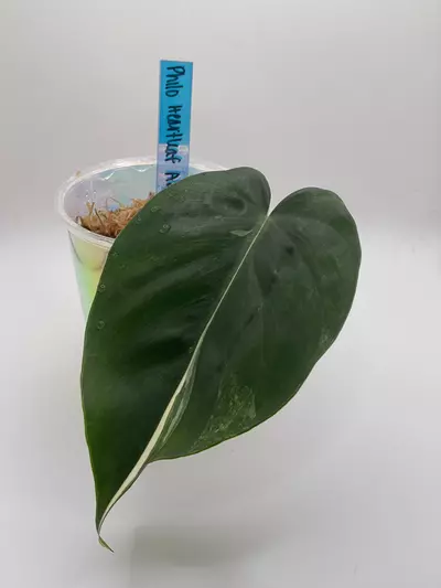 plant/Philodendron Heartleaf Albo Cutting-0-thumbnail