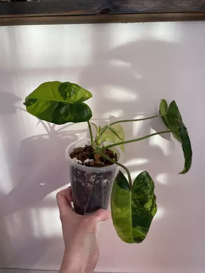 plant/Philodendron Burle Marx ‘Tiger Stripe’-0-thumbnail