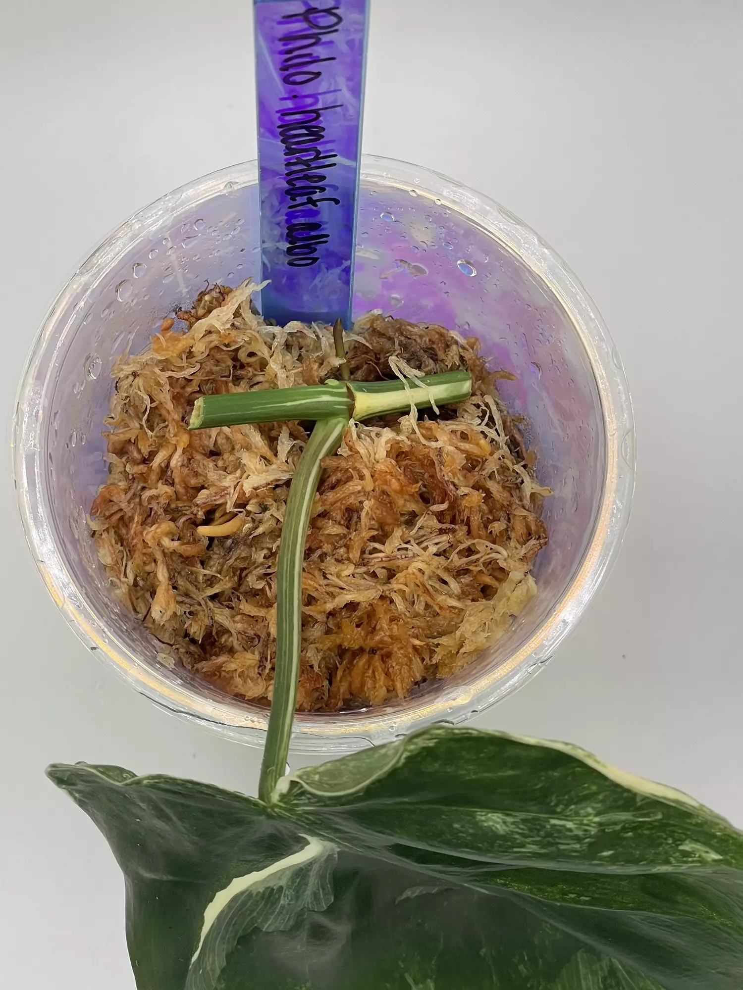 plant/Philodendron Heartleaf Albo Cutting-1