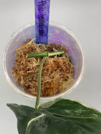 plant/Philodendron Heartleaf Albo Cutting-1-thumbnail