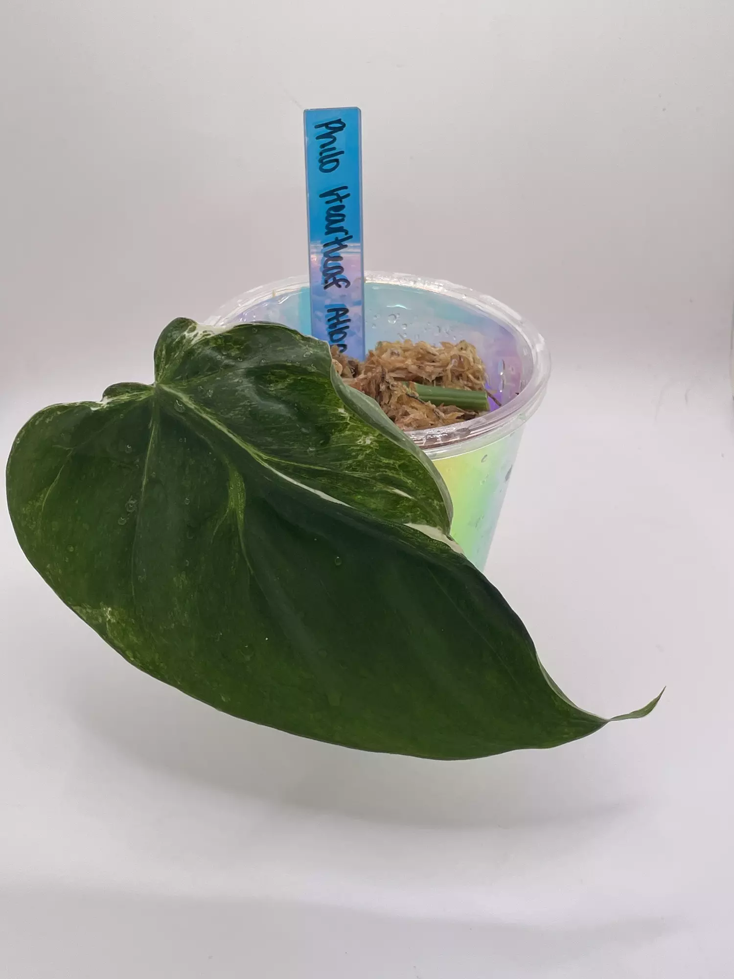 plant/Philodendron Heartleaf Albo Cutting-0