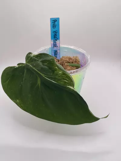 plant/Philodendron Heartleaf Albo Cutting-0-thumbnail