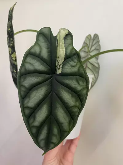 plant/Alocasia Dragon Scale Albo-1-thumbnail