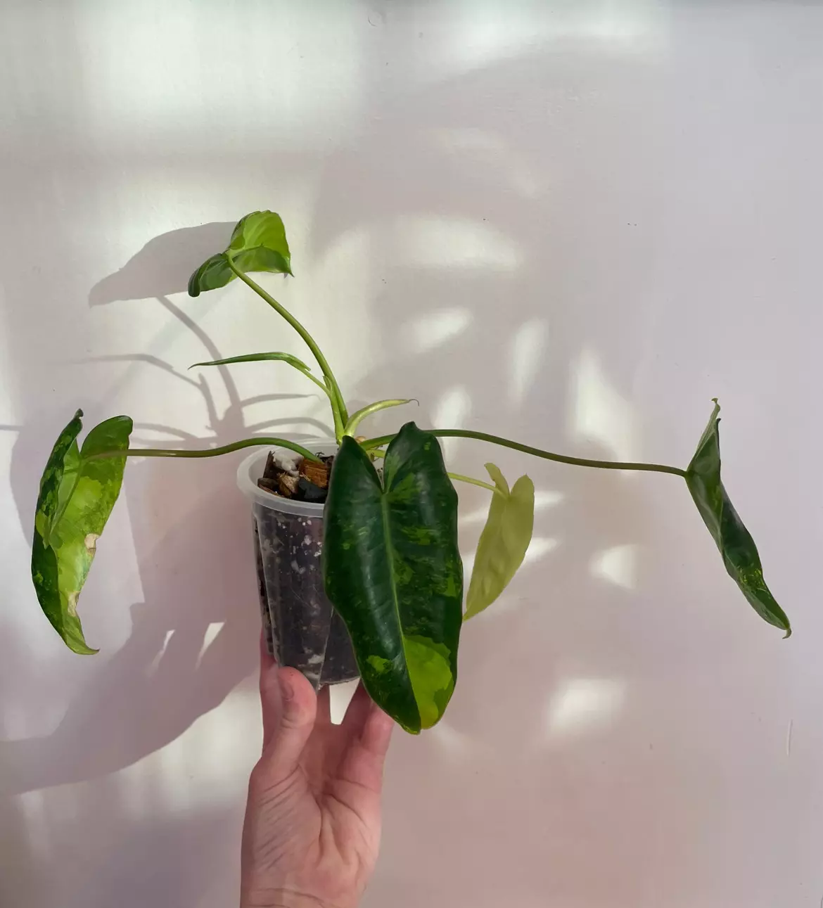 plant/Philodendron Burle Marx ‘Tiger Stripe’-1