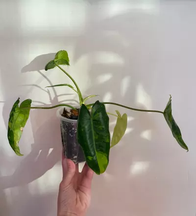plant/Philodendron Burle Marx ‘Tiger Stripe’-1-thumbnail