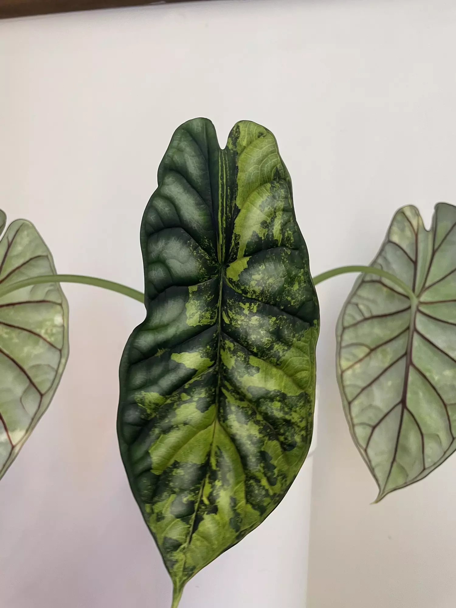 plant/Alocasia Dragon Scale Albo-3