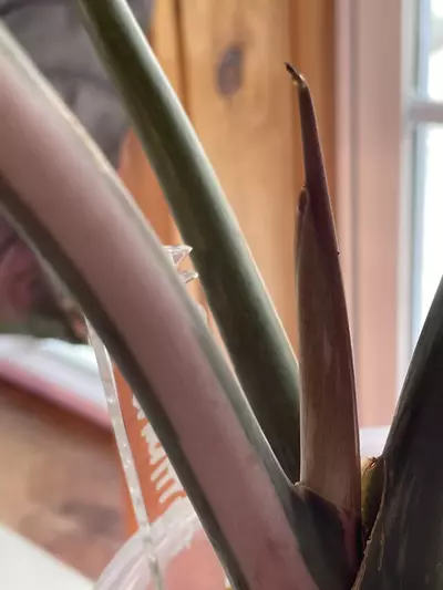 plant/Alocasia Pink Chantrieri - Retired Mother-3-thumbnail