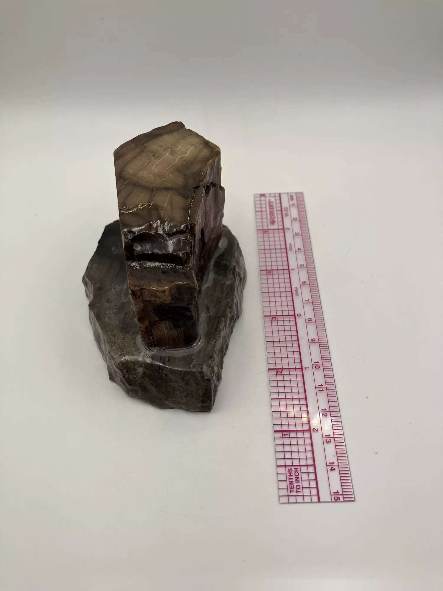 plant/Mcdermitt Petrified Wood with Black Dendritic Moss on Mcdermitt P.T - Polished - 15.25oz-4