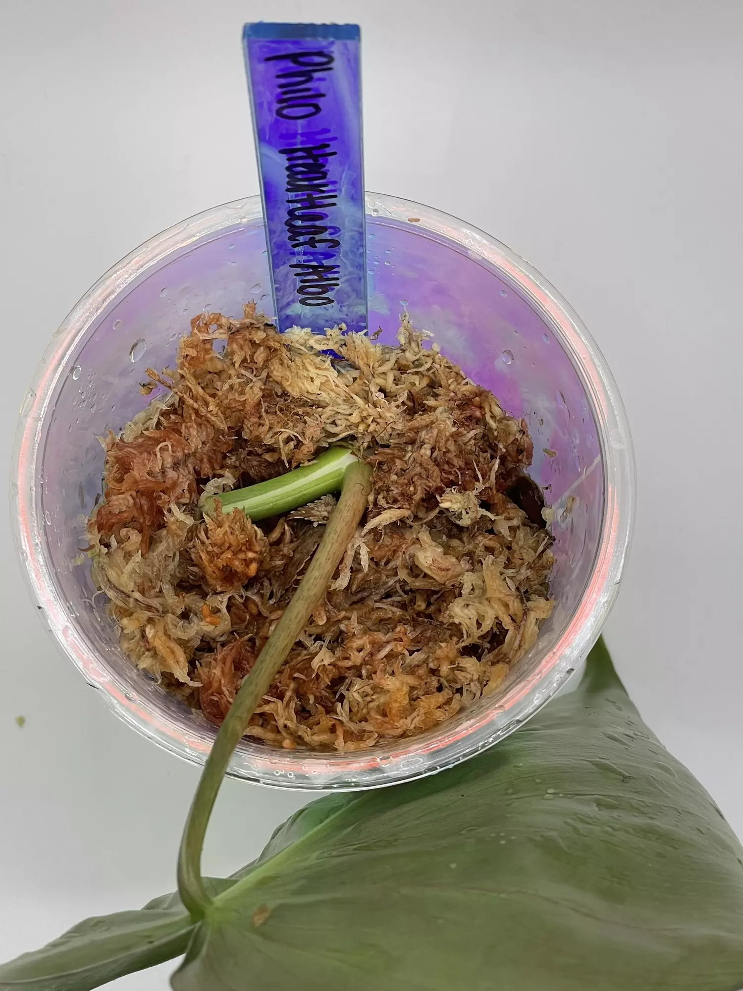 plant/Philodendron Heartleaf Albo Cutting-1