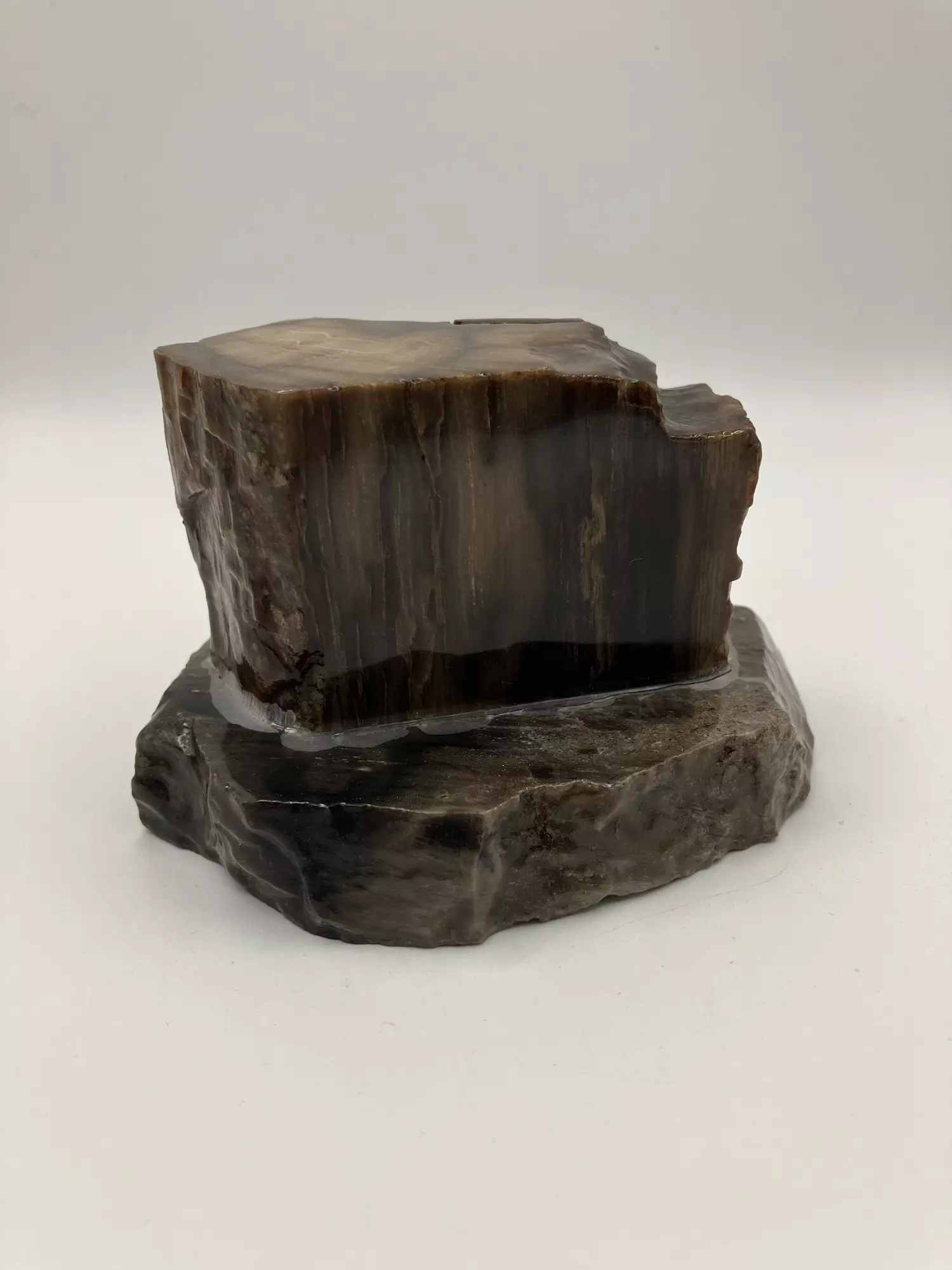 plant/Mcdermitt Petrified Wood with Black Dendritic Moss on Mcdermitt P.T - Polished - 15.25oz-0