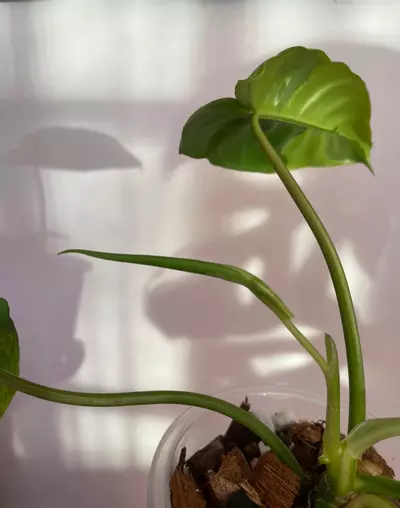 plant/Philodendron Burle Marx ‘Tiger Stripe’-3-thumbnail